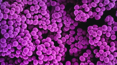 Diabetes can drive the evolution of antibiotic resistance
