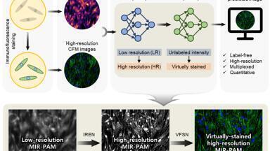 AI transforms label-free photoacoustic microscopy into confocal microscopy: a new frontier in cell imaging technology