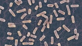 Why antibiotics can fail even against non-resistant bacteria