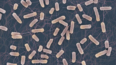 Why antibiotics can fail even against non-resistant bacteria