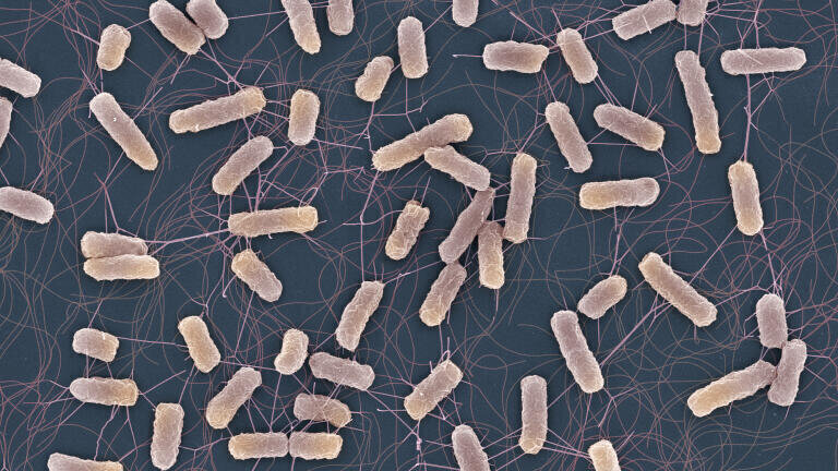 Why antibiotics can fail even against non-resistant bacteria