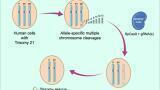 CRISPR technique used to remove extra chromosomes in trisomy cell line proof-of-concept