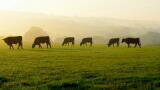 Research identifies strategies to cut emissions in UK beef farming