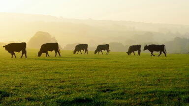 Research identifies strategies to cut emissions in UK beef farming