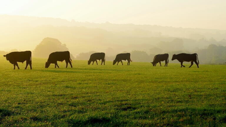 Research identifies strategies to cut emissions in UK beef farming