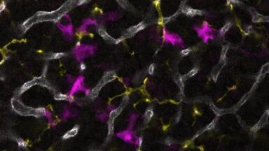 Immune cells in pituitary gland linked to hormonal regulation
