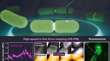 Novel microscopy technique reveals dynamic stiffness of E. coli membrane