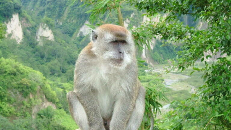 Cynomolgus - or 'crab-eating' - macaques (Macaca fascicularis). Credit: Wikimedia Commons