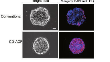 GMP-grade stem cell media simplifies transition to clinical manufacturing