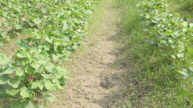 Microbiota transplantation targets Cotton Leaf Curl Disease