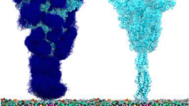 ‘Low-sugar’ vaccine offers broad coronavirus variants immunity