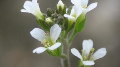 Microscopy allows plants to be observed building cell walls for the first time