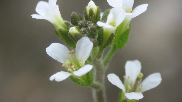 Microscopy allows plants to be observed building cell walls for the first time