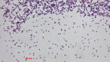 Parade of pathogens: antimicrobials produced by drug-resistant bacteria kills competitors