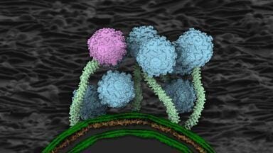 Images of structure of a tuberculosis-fighting phage Bxb1