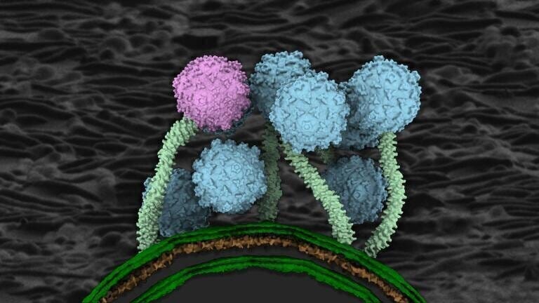 Images of structure of a tuberculosis-fighting phage Bxb1