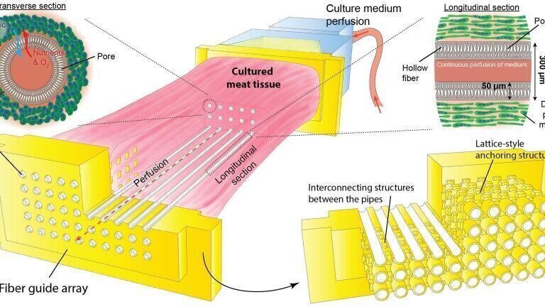 Credit: Shoji Takeuchi, The University of Tokyo