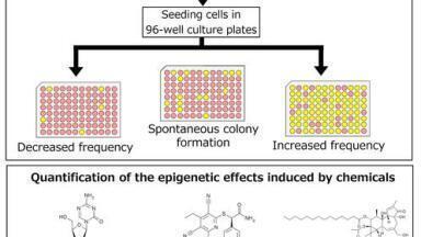 Cell-based reporter assay can quantify epigenetic changes that have been chemical induced