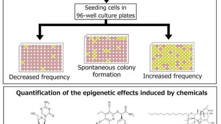 Cell-based reporter assay can quantify epigenetic changes that have been chemical induced