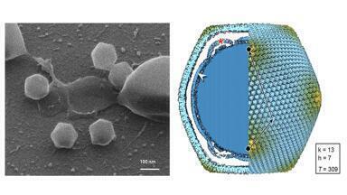 Giant virus, not seen before at northerly latitudes, discovered in soil in Finland