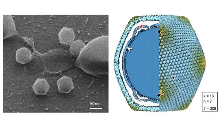 Giant virus, not seen before at northerly latitudes, discovered in soil in Finland