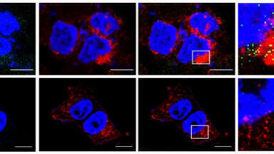 Hacking cell entry could drive uptake of large molecule drugs