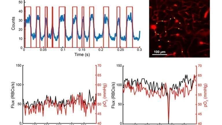 Researchers used a two-photon phosphorescent probe to monitor capillary flux and oxygen in sets of capillaries, obtaining a robust oxygen and flux estimate within each capillary, sufficient to observe spontaneous stalls in flow. They consistently observed a distinct drop in intracapillary oxygen for the duration of the stall, followed by rapid recovery back to normal levels on the resumption of flow. Credit: J. Giblin et al.