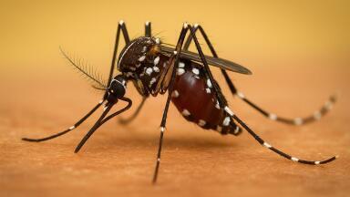 Zika virus uses ‘self-care’ system of host’s cells as protection