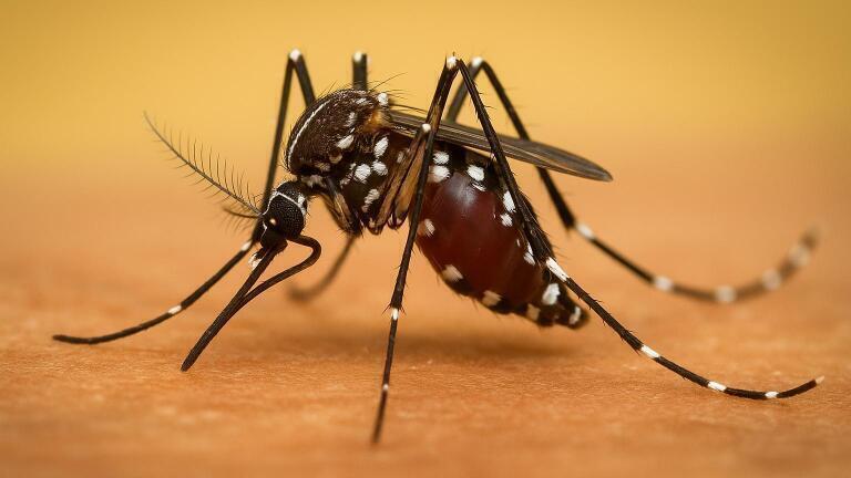 Zika virus uses ‘self-care’ system of host’s cells as protection