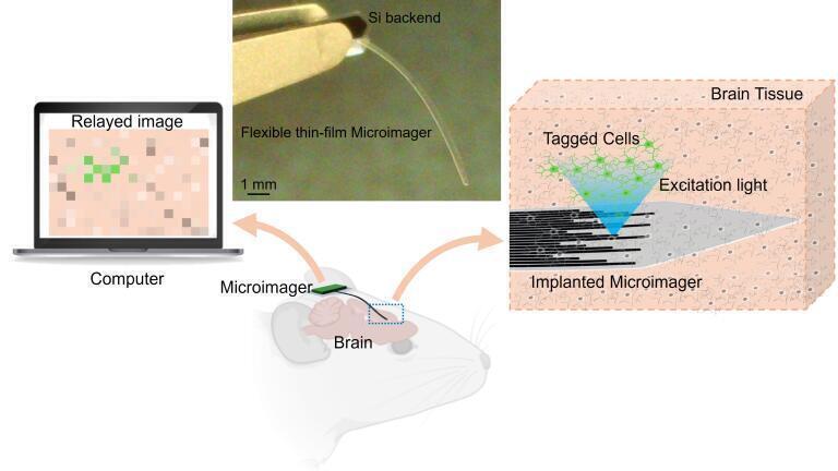 Researchers capture brain activity with miniaturised imager thinner than eyelash