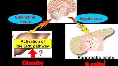 Colonic inflammation is key trigger linking obesity and insulin-producing β-cell growth in pancreas
