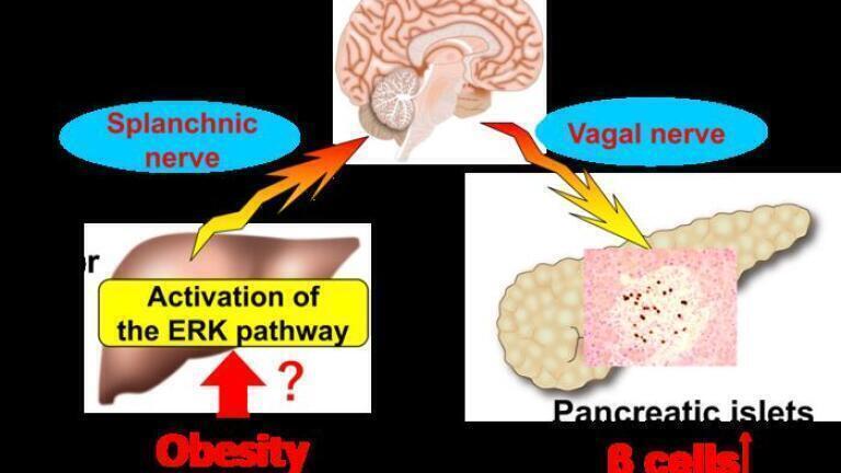 Colonic inflammation is key trigger linking obesity and insulin-producing β-cell growth in pancreas