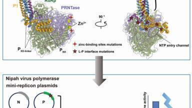Nipah's polymerase structure offers new target for antiviral drug development