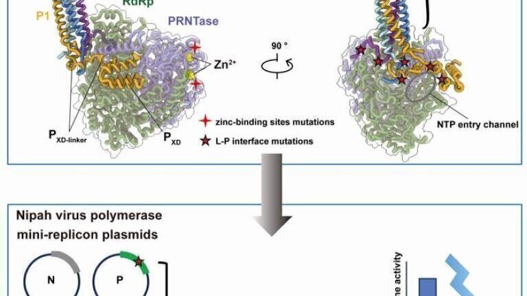 Nipah's polymerase structure offers new target for antiviral drug development
