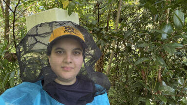 Honey from native Australian bees shows promise in addressing AMR