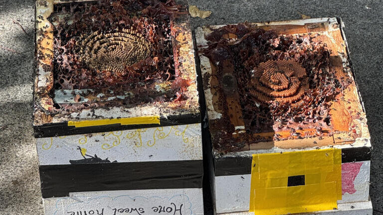 A hive of native bees of the species 'tetragonula carbonaria'. Credit: University of Sydney