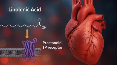 Gamma-linolenic acid found to relax constricted coronary arteries, study shows