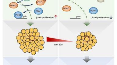Ribonuclease 4 identified as a pancreatic endogenous β cell proliferation factor