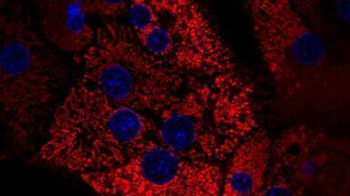 GMP-grade enzymes streamline clinical cell isolation