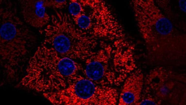 GMP-grade enzymes streamline clinical cell isolation
