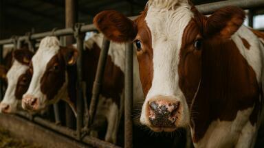 Salmonella Dublin variant remained prevalent despite eradication efforts