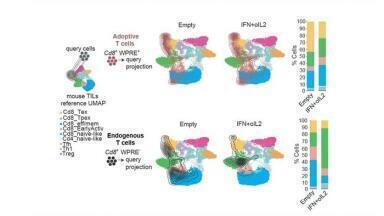 Engineered immune cells reinvigorated CAR-T therapy in glioblastoma model