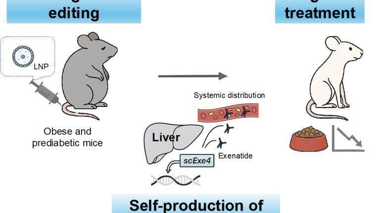 System for In Vivo Genome Editing–Mediated Exenatide Production and Its Therapeutic Application in Obese Mice. Credit: Keiichiro Suzuki
