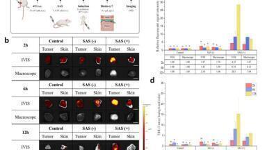 Tumour-targeting fluorescent bacteria aid real-time imaging in cancer surgery