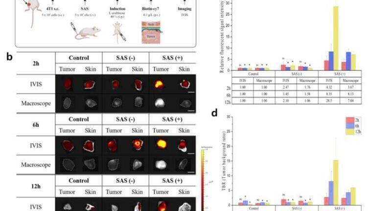 Tumour-targeting fluorescent bacteria aid real-time imaging in cancer surgery