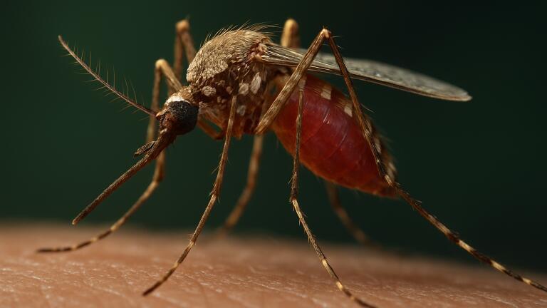 CRISPR-Cas9 gene edit in mosquitoes blocks transmission of malaria parasite