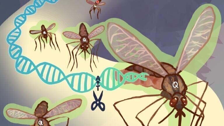Mosquitoes that readily transmit malarial parasites carry the FREP1 amino acid known as L224 (red dots inside mosquitoes and marked with “L”). The newly developed system uses an allelic gene drive system (scissors) to convert mosquitoes into a population that now carries the malaria-suppressing Q224 allele. (highlighted in green and marked with “Q”). Credit: Audrey Yeun, Bier Lab, UC San Diego