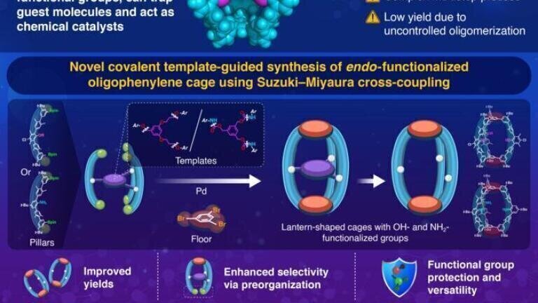 Template-guided synthesis enhances yield, functionality in oligophenylene molecular cages