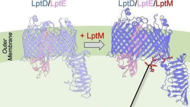 Small protein found to stabilise gram-negative bacteria’s outer membrane structure, stability 