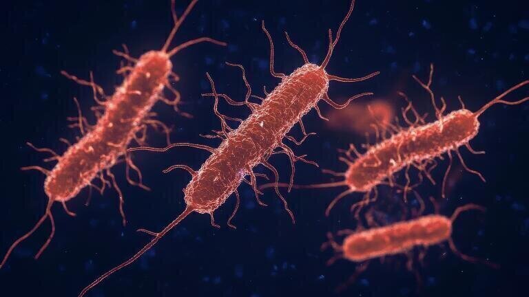 E. coli evolves antibiotic resistance during treatment, study finds